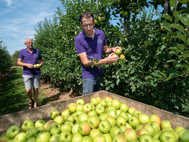 Groente en fruit